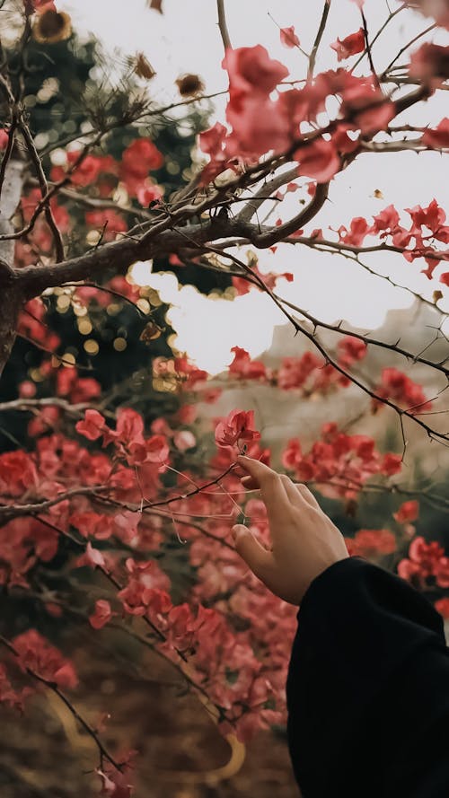 Close-up of Woman Touching Pink Flowers on a Tree 