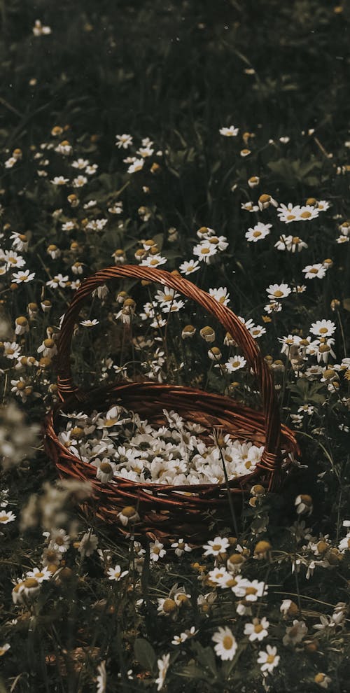 Basket with Flowers on Meadow