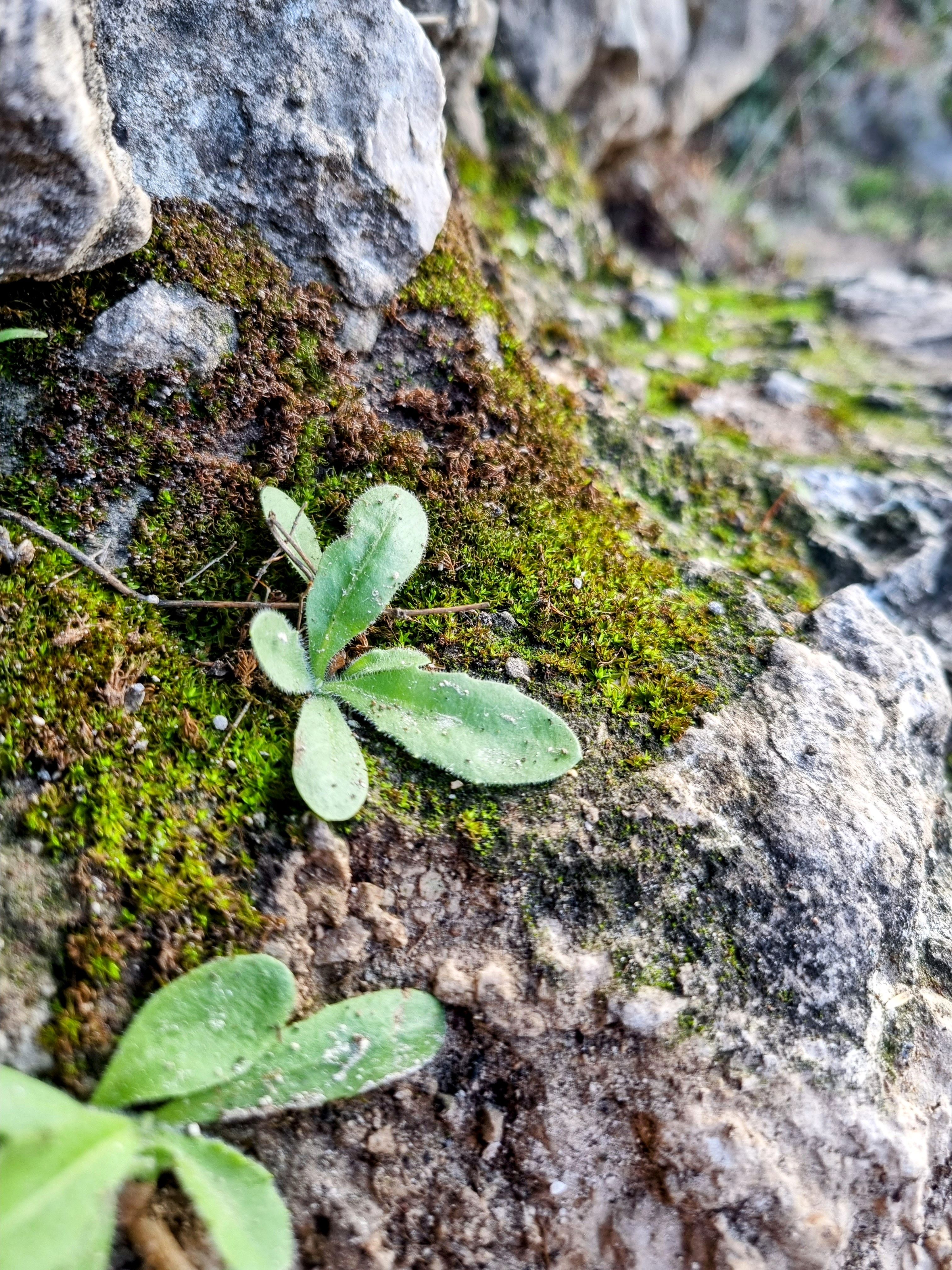 Zadarmo Fotobanka s bezplatnými fotkami na tému oblak lesa, planéty Fotka z fotobanky