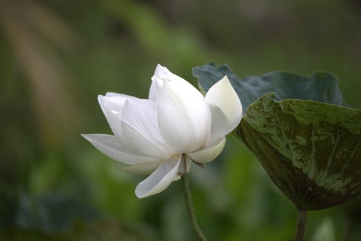 Close-up of a serene white lotus flower in bloom with green leaves.