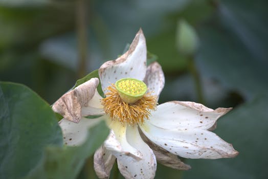 Detailed close-up of a withering lotus flower capturing natural beauty in Rai Som, Thailand.