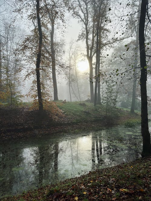 Fotobanka s bezplatnými fotkami na tému hmla, jeseň, jesenné lístie