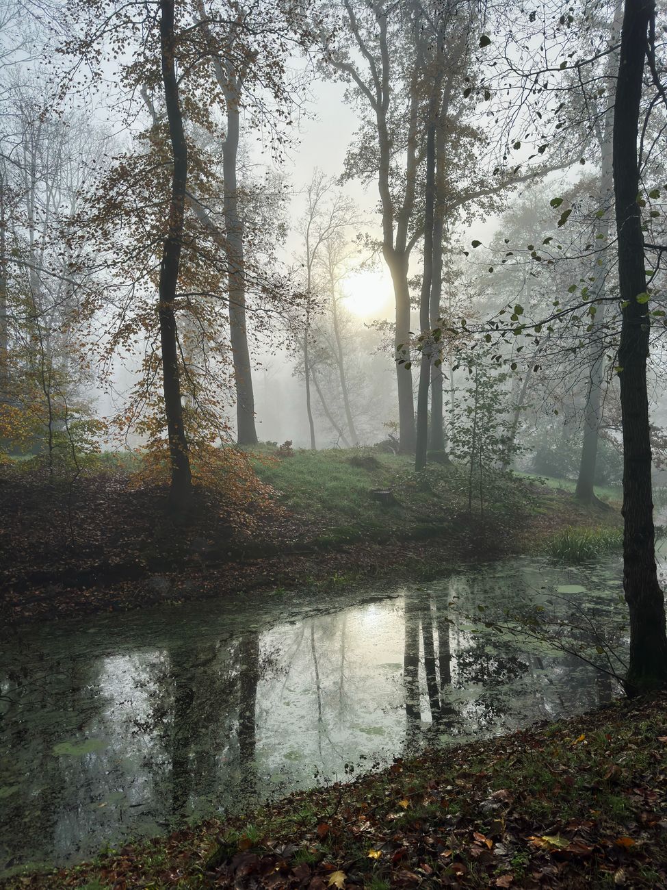Friedliche Naturszene mit Wald & Fluss