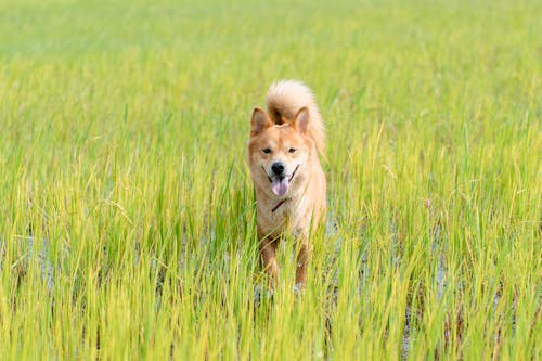 Dog in Grass on Swamp