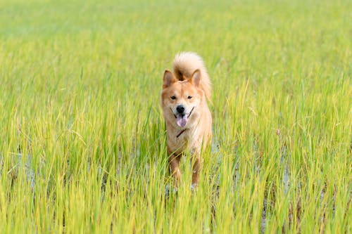 Gratis arkivbilde med dyrefotografering, gress, hund