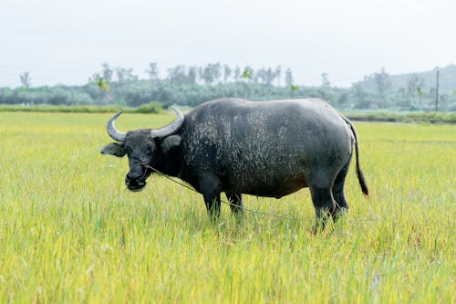 Základová fotografie zdarma na téma býček, farma, hřiště