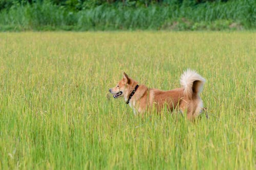 Dog on a Meadow 