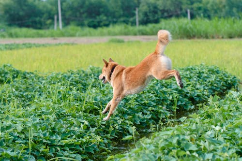 Dog Running in a Garden