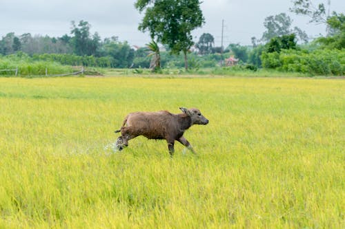 Tamaraw Calf on Swamp