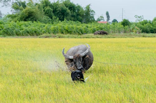 Základová fotografie zdarma na téma býček, farma, hřiště