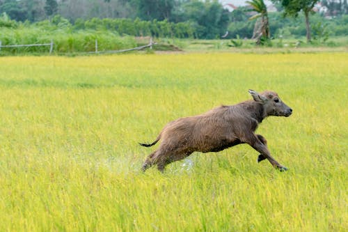 Tamaraw Calf Running on Grass on Swamp