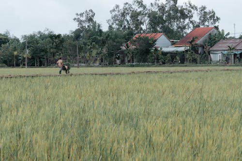 Man Walking in Distance on a Cropland 