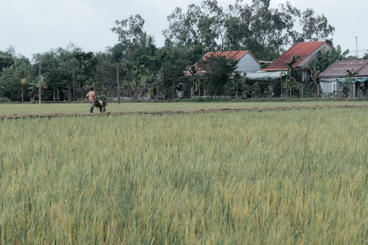 Man Walking In Distance On A Cropland 