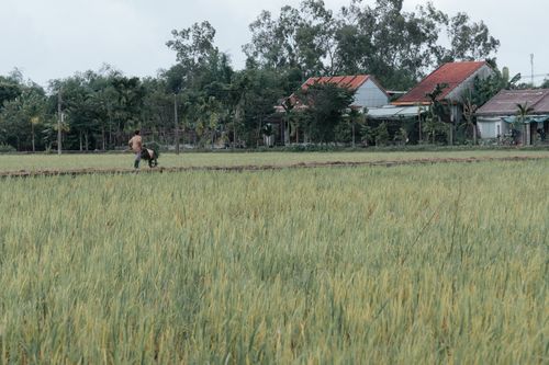 Free A man walking in a lush, green rice field with village houses in the background. Stock Photo
