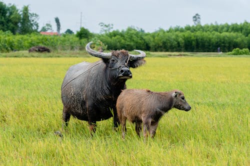 Foto d'estoc gratuïta de agricultura, animals, braus