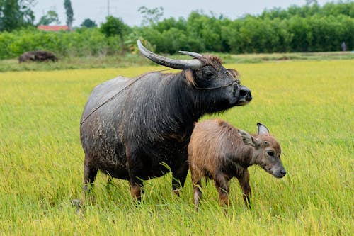 Buffaloes on a Pasture 