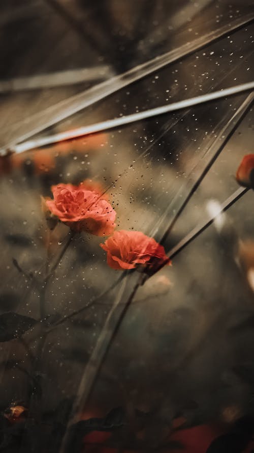 Close-up of Flowers Seen through a Transparent Umbrella 