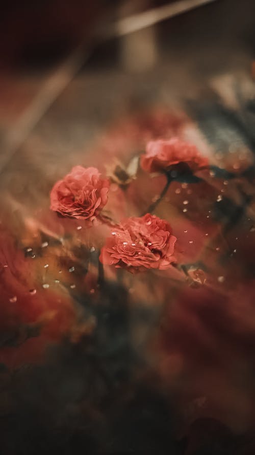 Close-up of a Bouquet of Pink Roses 