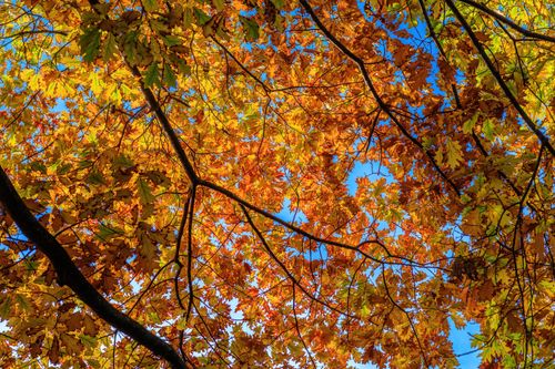 Free Stunning autumn leaves in vibrant yellow and orange against a clear blue sky. Stock Photo