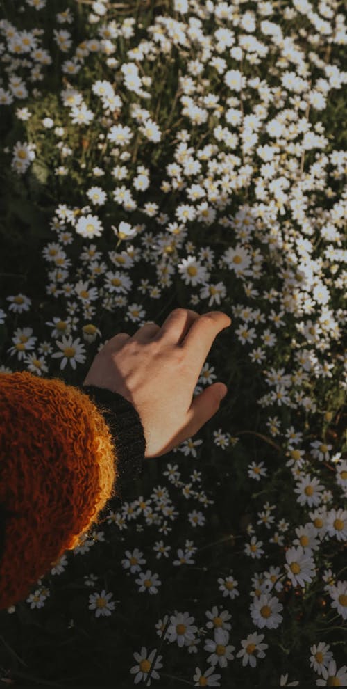 Close-up of Woman Touching Delicate White Flowers