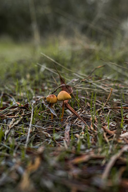 Mushrooms on Ground