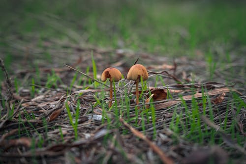 Tiny Mushrooms among Grass