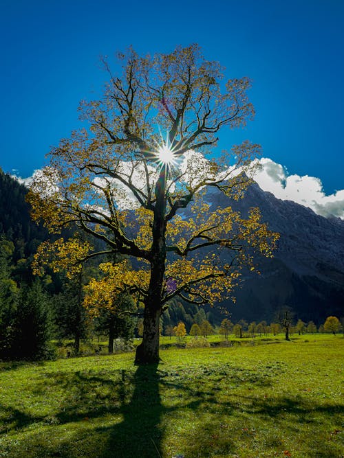 Scenic View of a Green Meadow, Trees and mountains under Blue Sky 