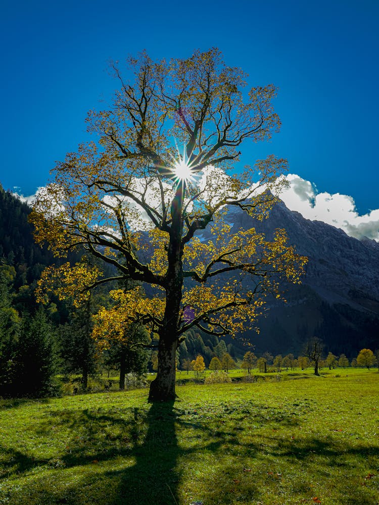 Scenic View Of A Green Meadow, Trees And Mountains Under Blue Sky 