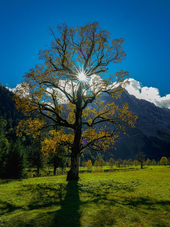 Scenic View of a Green Meadow, Trees and mountains under Blue Sky ...