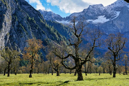 Kostenloses Stock Foto zu alpen, bäume, berge