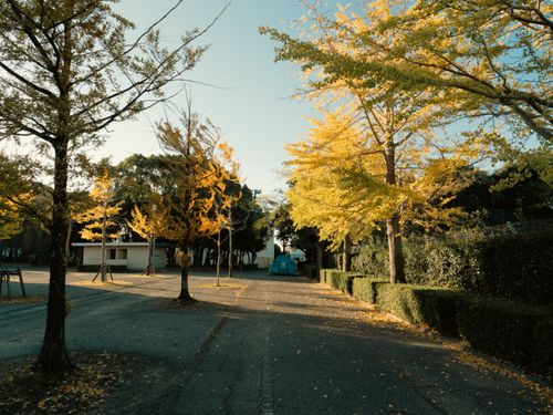 Free Serene autumn street in Toyohashi, Japan with vibrant yellow trees and clear skies. Stock Photo
