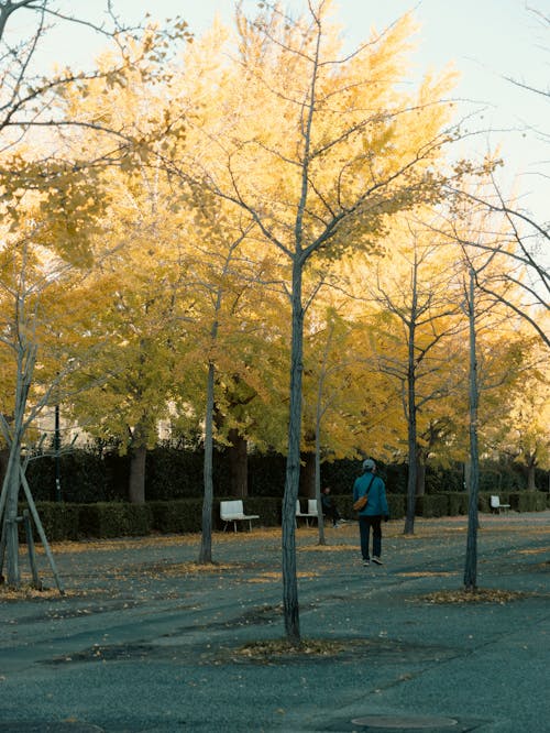 Person Walking at Park in Autumn