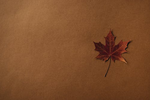 Dried Autumn Maple Leaf on Kraft Paper