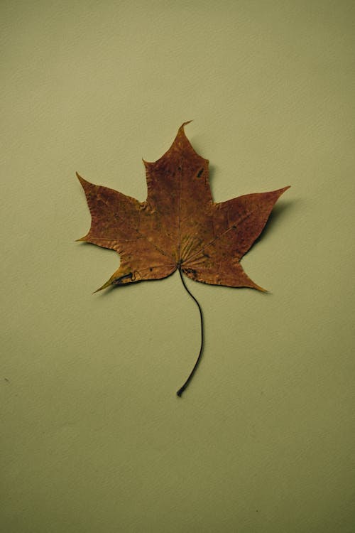 Dried Brown Autumn Maple Leaf on a Desk