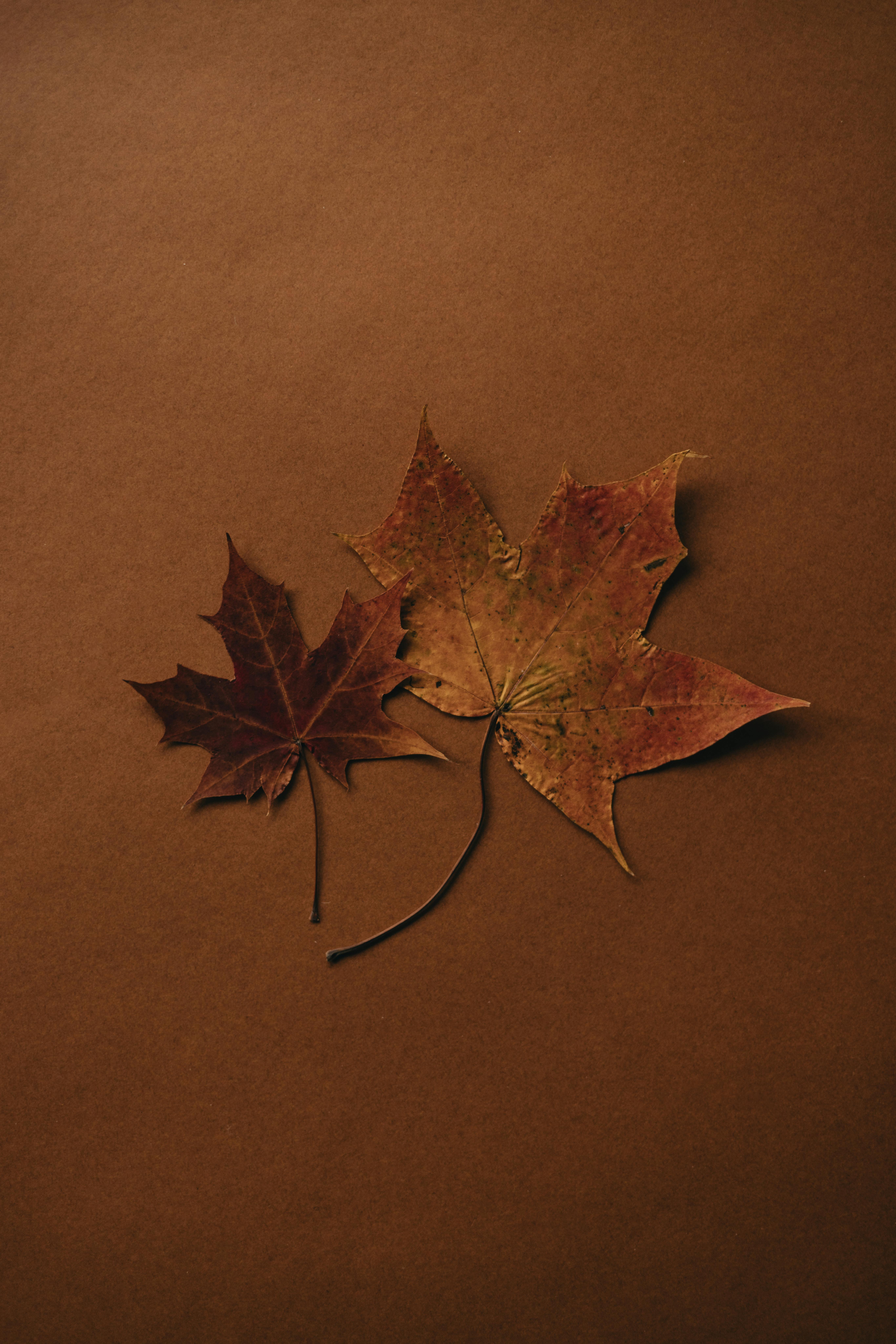 Autumn maple leaves on a brown background creating a warm, moody still life composition.