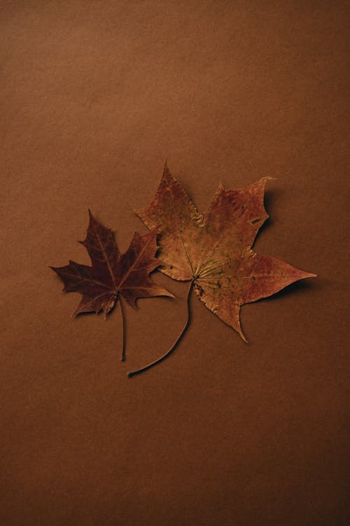 Dry Brown Autumn Maple Leaves on Kraft Paper