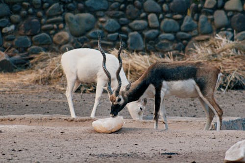 Antelopes on a Desert 