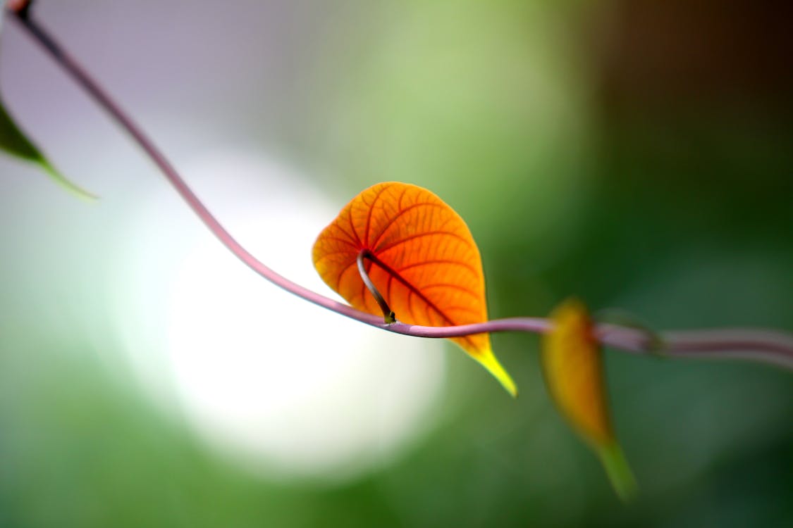 무료 갈색 잎의 필드 사진의 얕은 깊이 스톡 사진