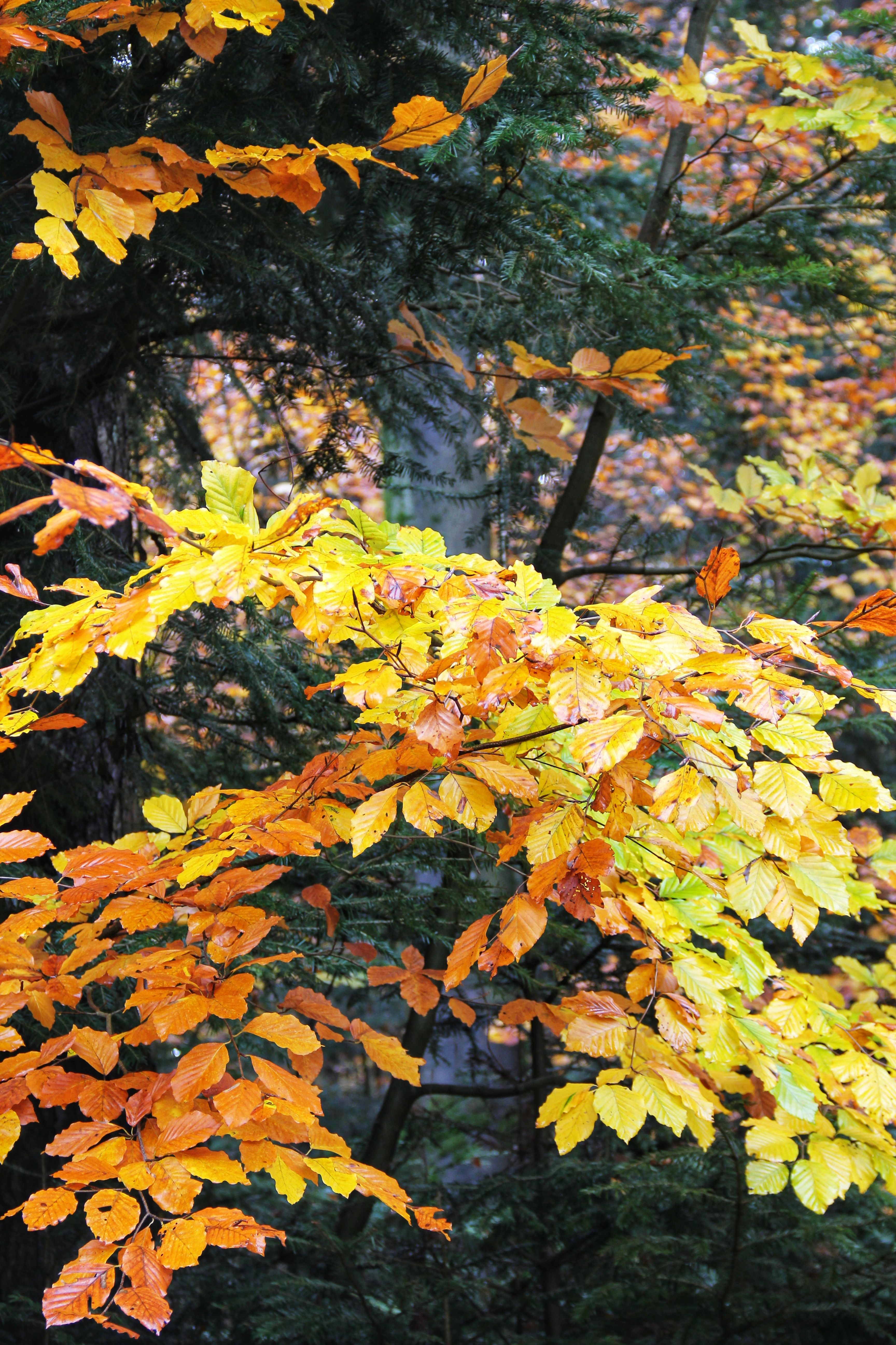 Golden Autumn Leaves of the Tree in the Forest · Free Stock Photo