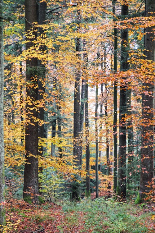 Autumn Flora in Forest