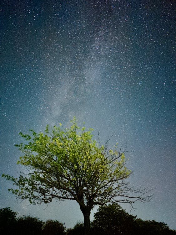 Deciduous Tree against Night Sky with Milky Way 