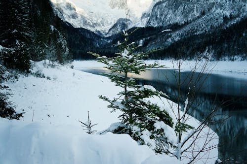 Small Spruce Tree on the Snowy Shore of a Mountain Lake