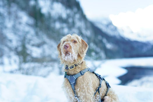 Spinone Italiano image image_4