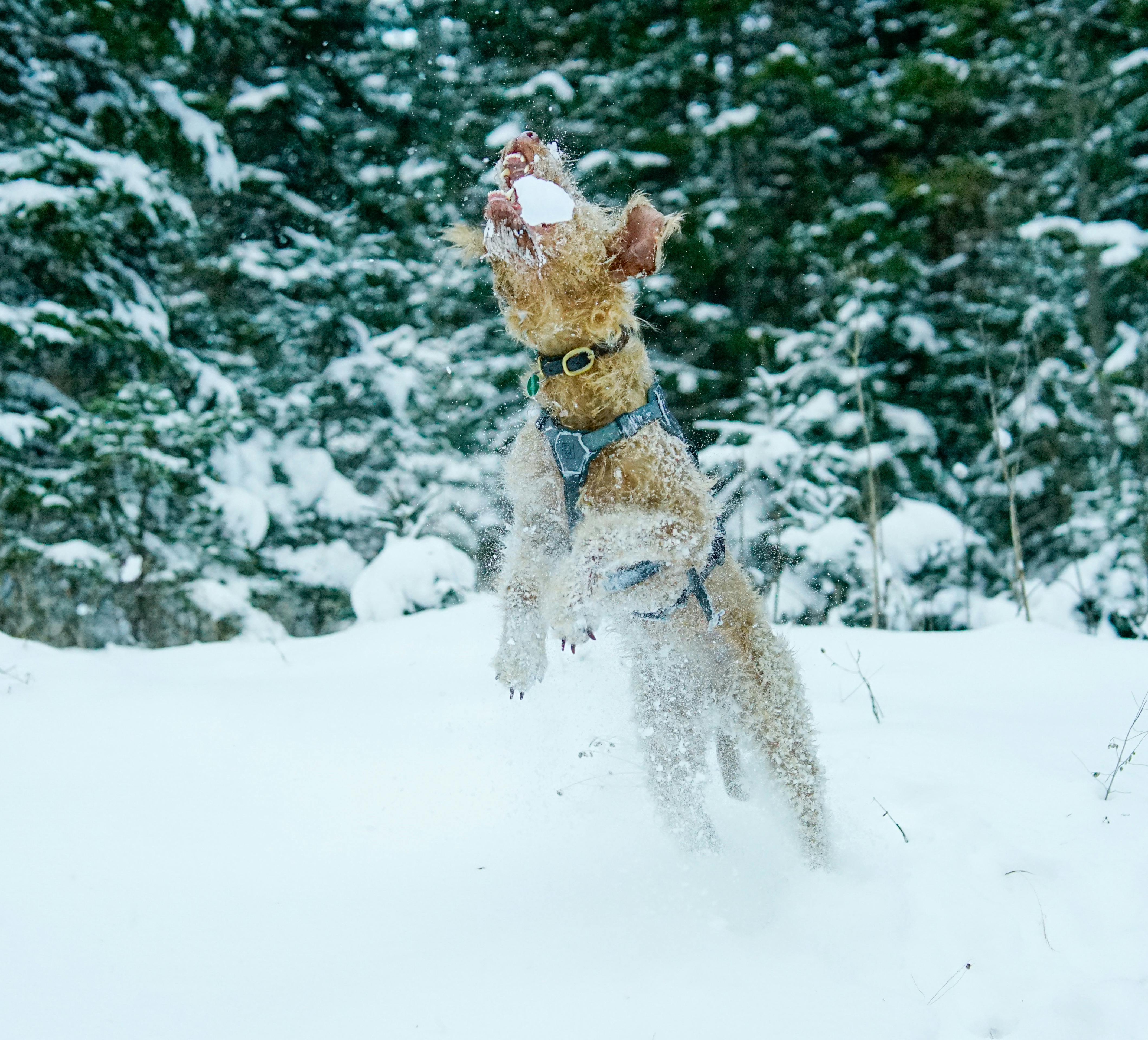 Lakeland Terrier Catching Snowball