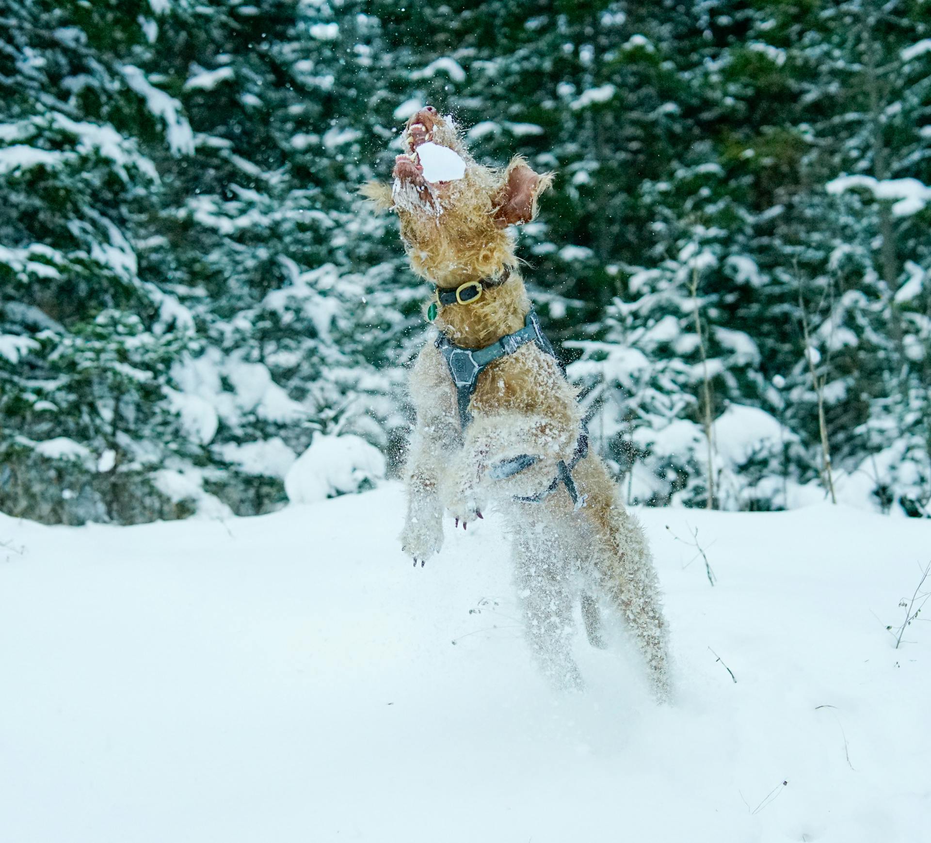 Een Lakelandterrier vangt een sneeuwbal