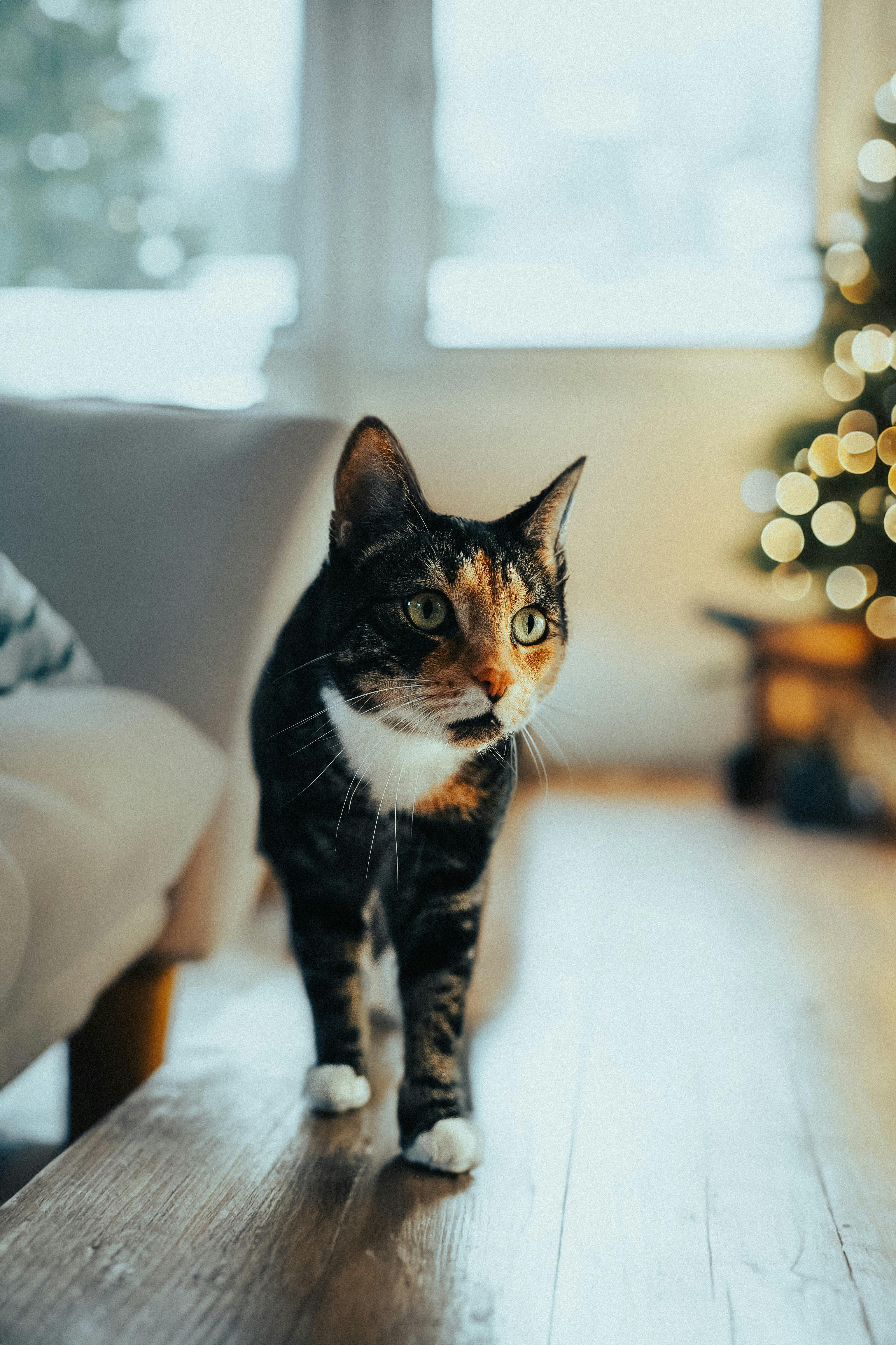 Adorable cat walking on a wooden floor with a Christmas tree in the background, capturing a cozy indoor vibe.
