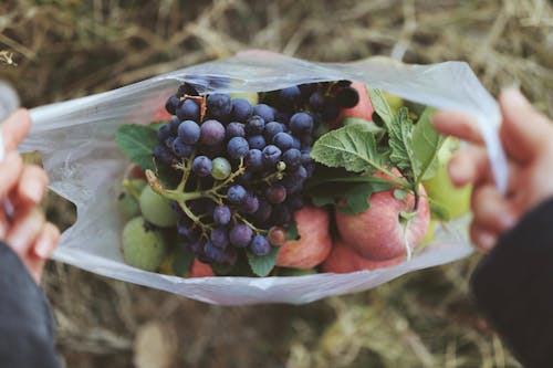 가방, 과일, 과즙이 많은의 무료 스톡 사진