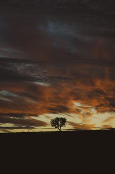 A solitary tree silhouetted against a stunning sunset sky in Eskişehir, Türkiye.. solitary, tree, silhouetted