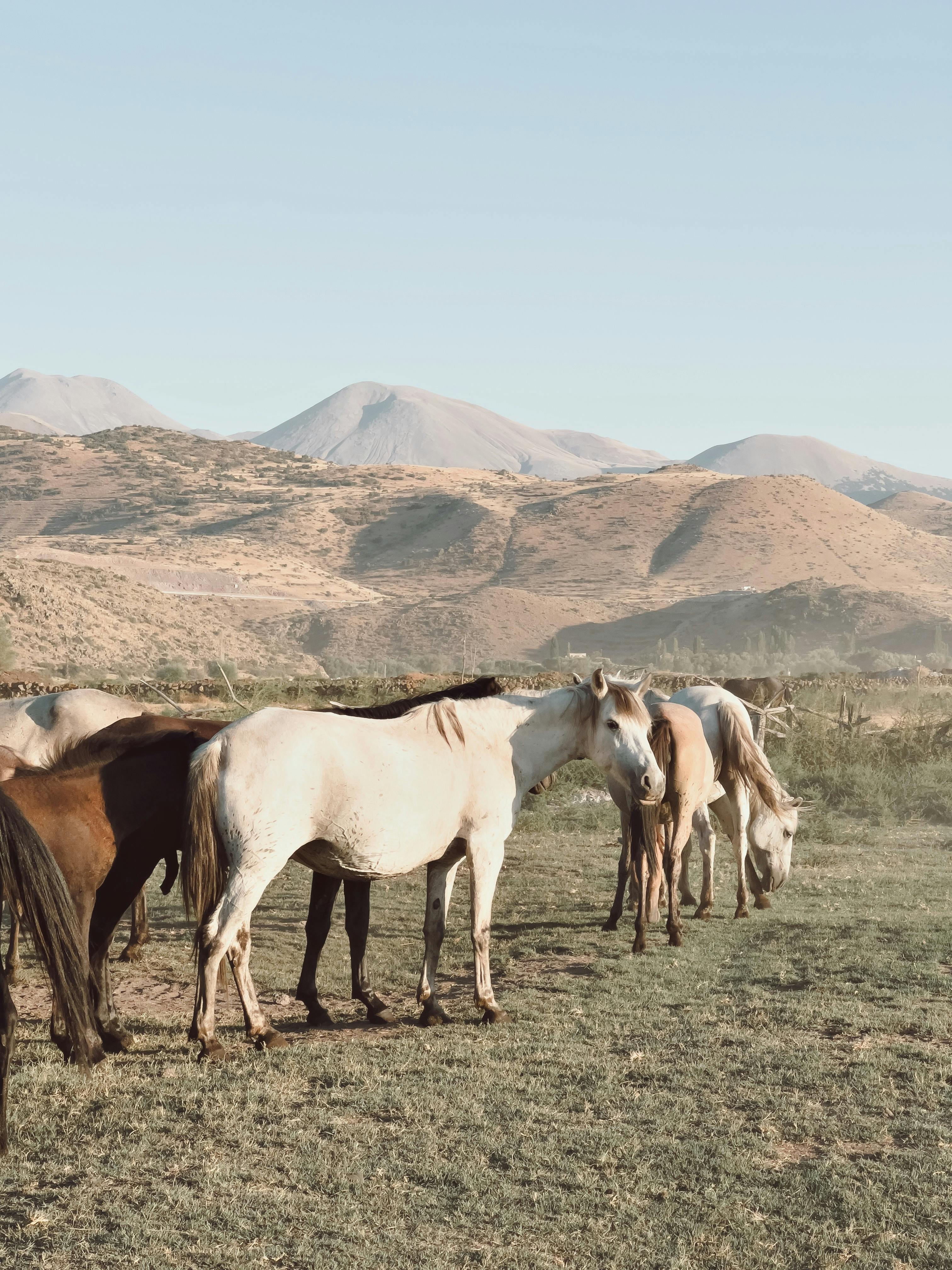 Group of horses grazing in a peaceful rural setting with mountains in the background, sunlight enhancing the tranquil scene.