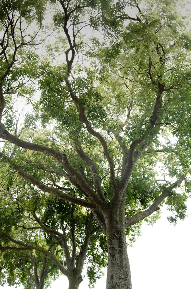 Green Tree Leaves